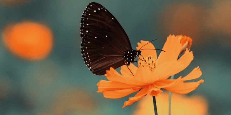 butterfly-flower-cropped